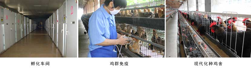 广西草莓视频下载链接农牧集团